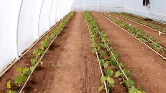 Подкормка розганяем корневую систему смотреть онлайн