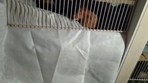 УСТРОЙСТВО БРУДЕРА ДЛЯ ЦЫПЛЯТ#ОТВЕТЫ НА ВОПРОСЫ