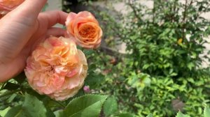 Роза Ла Вилла Кота ( Rose La Villa Kotta ) 18 августа 2021 г.