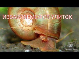 Как избавиться от улиток в аквариуме