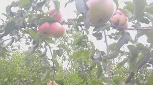 Яблоня сорт Орловский Пионер. Ежегодное плодоношение и иммунность. Достоинства сорта.