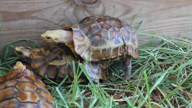 Kinixys Erosa Breeding Group 2.4 смотреть онлайн