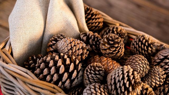 Бизнес на шишках. Ёлочные игрушки из шишек. Шишки как экологически чистое топливо для печей смотреть онлайн