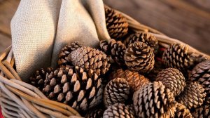 Бизнес на шишках. Ёлочные игрушки из шишек. Шишки как экологически чистое топливо для печей