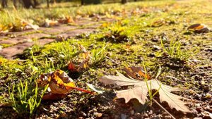 Константин Бальмонт «Росинка»