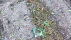 Обзор черенков роз посаженных осенью