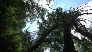 Адлер. Село Казачий брод ☼ Дача и Лес ..