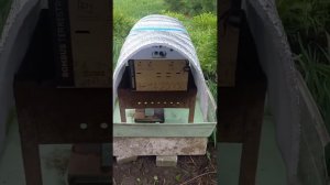 Шмели на мангале! Вам какой прожарки?)