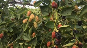 Ежевика Натчез самая урожайная? Пожалуй, Да!