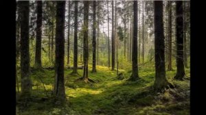 Вот как медведица отблагодарила за спасение своего медвежонка.