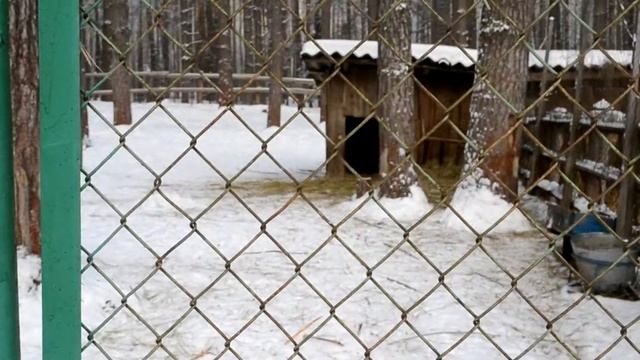 Орловское полесье Зоовольеры смотреть онлайн