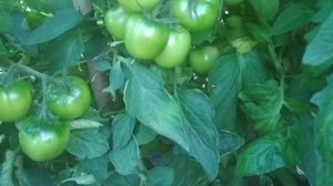 26 июля. Мой любимчик томат Майская роза.