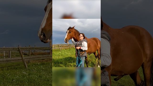 Надели недоуздок? Не забудьте, что и снимать его тоже нужно правильно!