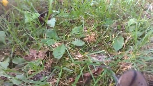 Mysz polna, Apodemus agrarius смотреть онлайн