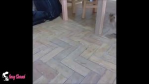 Best Funny Cats Videos Compilation _ Приколы с котами #1