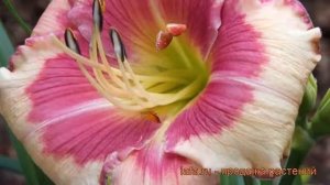 Лилейник гибридный Хелло Скриме (hemerocallis) ? обзор: как сажать, рассада лилейника Хелло Скриме