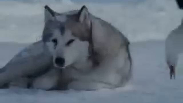 Вот что значит преданность