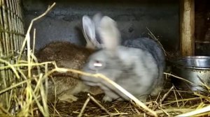 Размножение кроликов