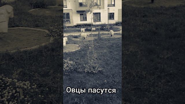 Овцы пасутся 2 часть