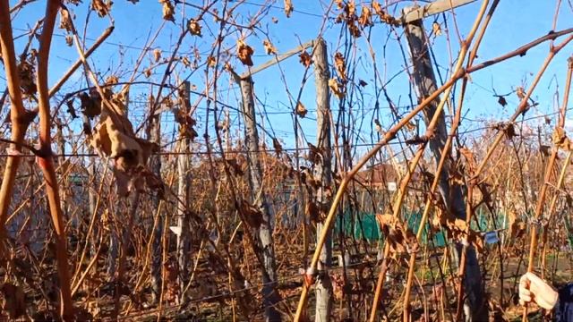 Прогулка по осеннему винограднику. Работа над ошибками. Почему не режу виноград... смотреть онлайн