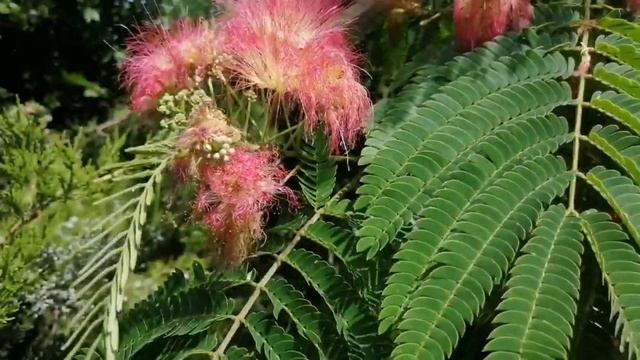 Акация шёлковая ленкоранская Альбиция смотреть онлайн