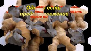 Имбирь Маринованный – польза для организма