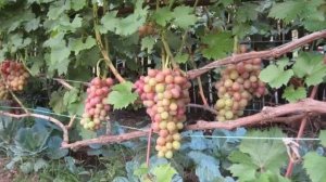 СОРТ ВИНОГРАДА ЛИВИЯ#ОПИСАНИЕ СОРТА/ХАРАКТЕРИСТИКА