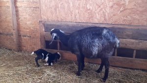 Первокотка окотилась?