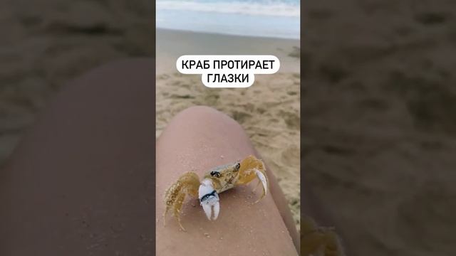 Крабик протирает глазки ?