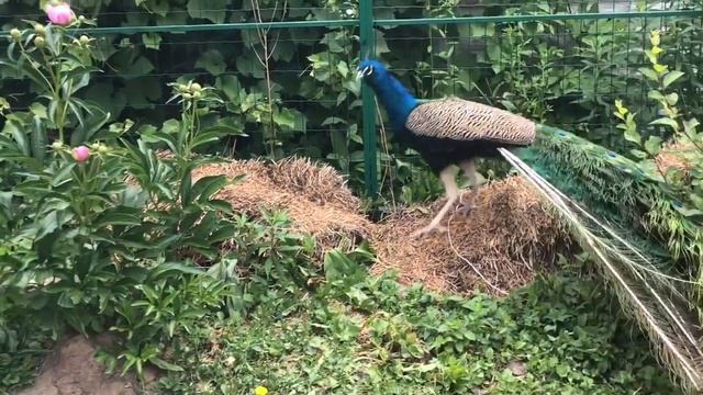 Как ухаживает павлин за своей самочкой?!Скоро будут павчата??? смотреть онлайн