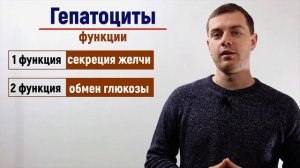 Гепатоциты I 5 интересных фактов о клетках печени
