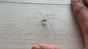 집유령거미 Pholcus phalangioides Spider 1