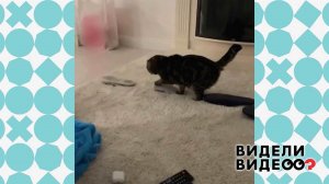 Кошка боится ковра. Видели видео? Фрагмент выпуска от 03.05.2021