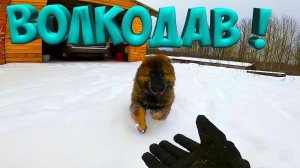 ТЕПЕРЬ  ИМ БУДЕТ ТЕПЛО ! ЗАКОНЧИЛ УТЕПЛЕНИЕ !  ЩЕНОК ВОЛКОДАВ  !  [Жизнь в деревне]