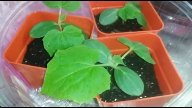 РАССАДА ОГУРЦОВ НА ПОДОКОННИКЕ ПОСЛЕ ПИКИРОВКИ смотреть онлайн