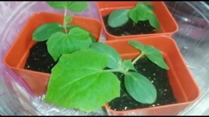 РАССАДА ОГУРЦОВ НА ПОДОКОННИКЕ ПОСЛЕ ПИКИРОВКИ