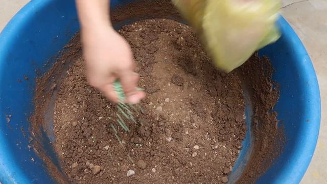 Creative hanging garden automatic watering plant Portulaca (Mossrose) смотреть онлайн