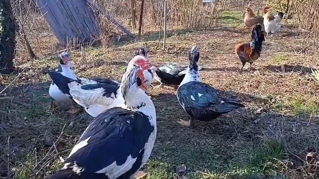 Жизнь русских пенсионеров в болгарском селе.