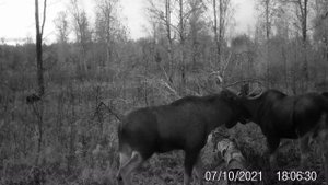 Гон лосей (вечер)