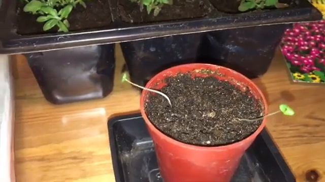 Мои покупки в ОВИ. Флоксы Чюрленис и Полина. Лаванда и шалфей. Товары для кота. Семена лобелии. смотреть онлайн