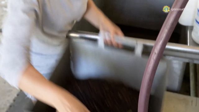 ВЫРАЩИВАНИЕ БУЗИНЫ В США смотреть онлайн