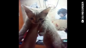 Кто лучше? Кошки или собаки?