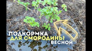 Какая подкормка нужна для чёрной смородины весной?! Подкормка чёрной смородины.