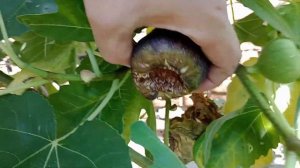 Инжир Блэк Джек