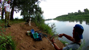 КРУПНЫЙ Лещ на фидер! Клев как из ПУЛЕМЕТА! Река Белая.