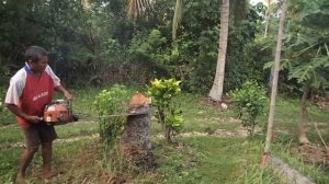 Спиливаем кокосовую пальму.Coconut Palm Cut 2019