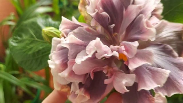 Первое цветение гибискуса Marianne Charlton смотреть онлайн