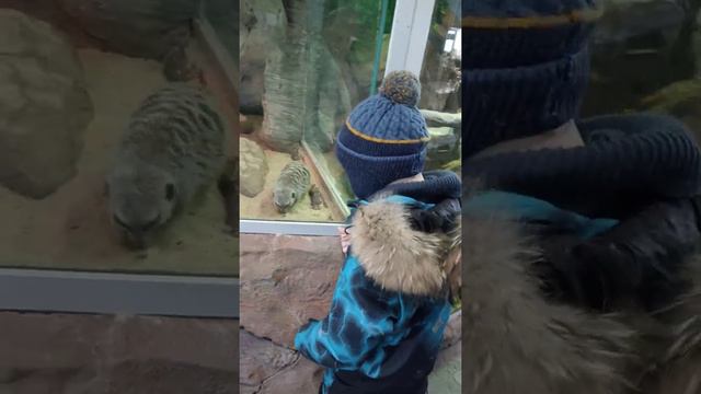 Meerkats in the Kazan Zoo сурикаты в Казанском зоопарке