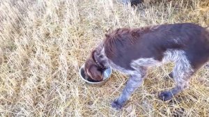 ОХОТА С ДРАТХААРАМИ НА ДУПЕЛЯ 2020