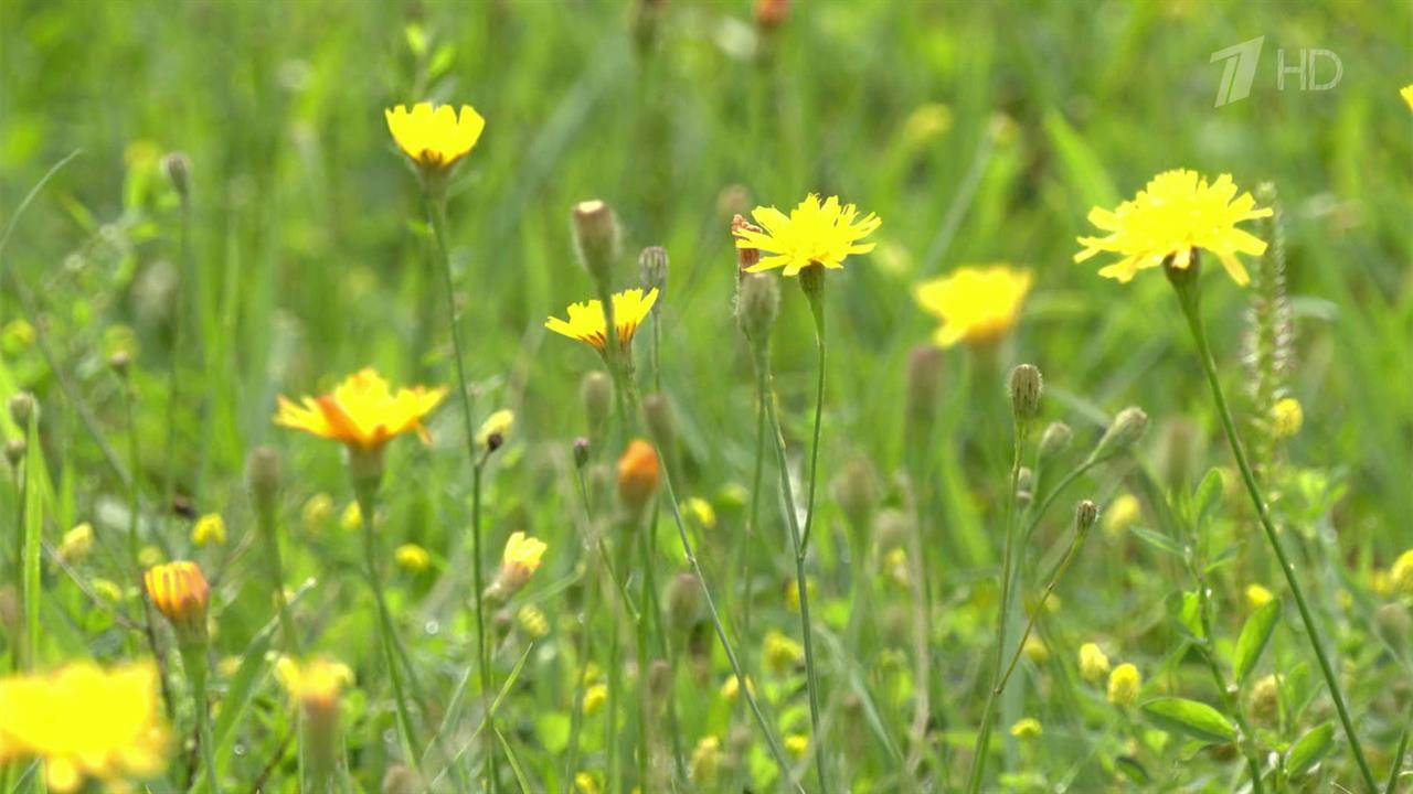 1 сентября в Москве обещают до 26 градусов тепла